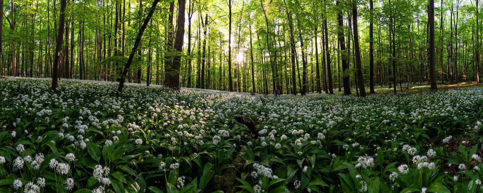 Panorama Foto von blühendem Bärlauch im Nationalpark Hainich bei Sonnenuntergang als Wandbild