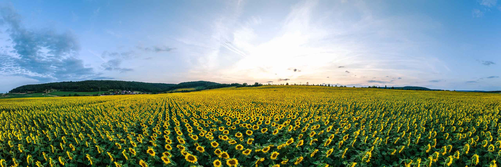 Panorama Foto vom Sonnenblumenfeld bei Jena als großformatiges Wandbild