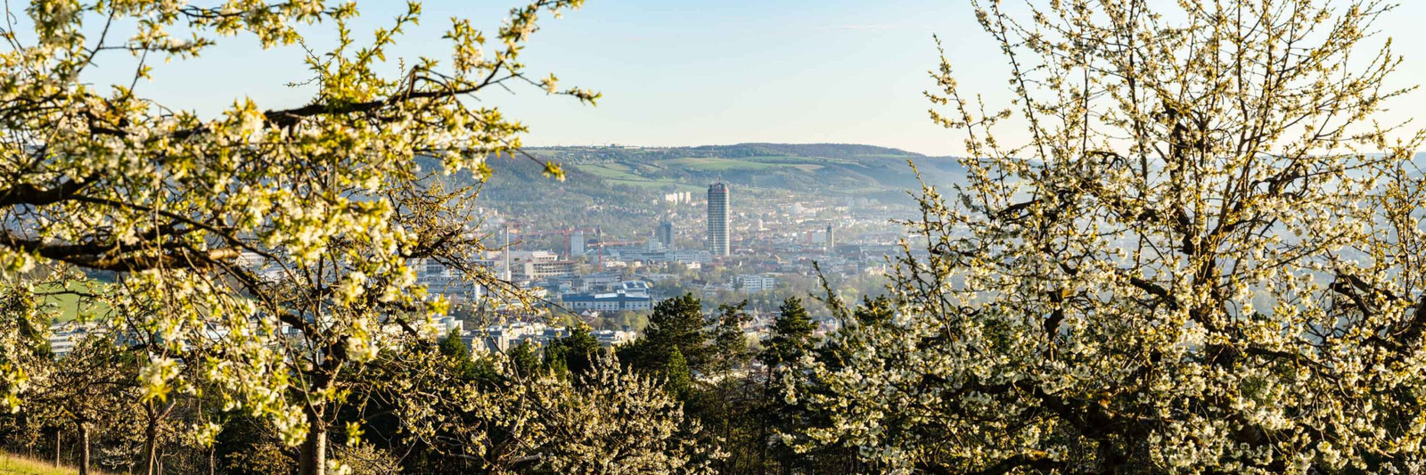 Kirschblueten Jena im Fruehling zum Sonnenaufgang als Jena Bild