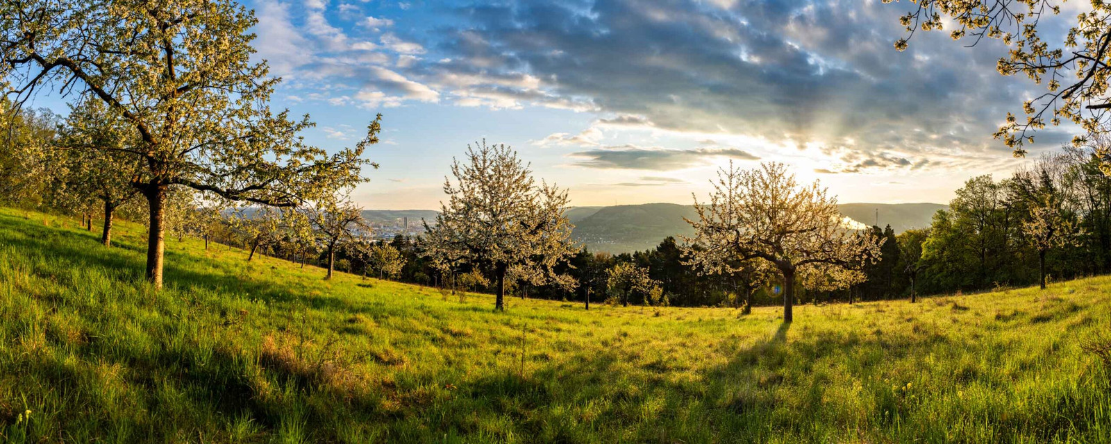 Jena Panorama Bild zum Sonnenaufgang mit blühenden Bäumen im Frühling