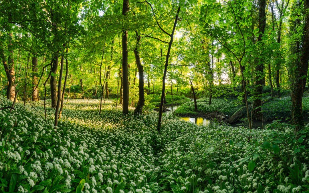 Bärlauch in Thüringen: Saison, Fundorte und Tipps