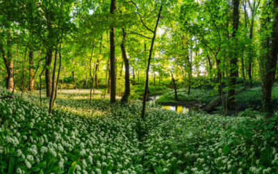 Bärlauch in Thüringen: Saison, Fundorte und Tipps