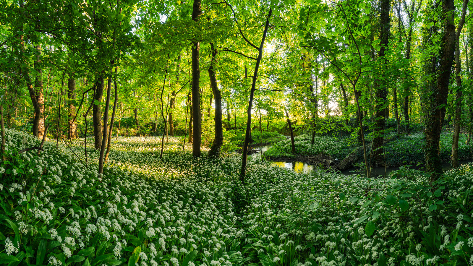Panorama Foto von blühendem Bärlauch in Thüringen zum Sonnenuntergang